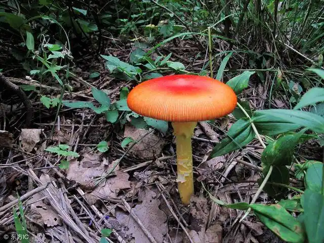 认识毒蘑菇(驴友必看)