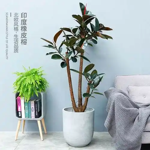 橡皮树图片大全大图(橡皮树图片大全大图简笔画)