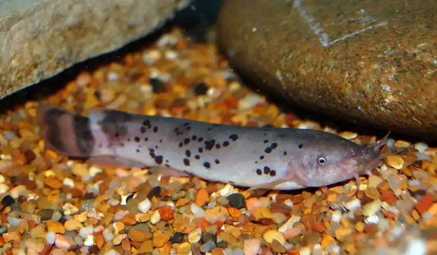 会放电鲇鱼电鲇美图20p