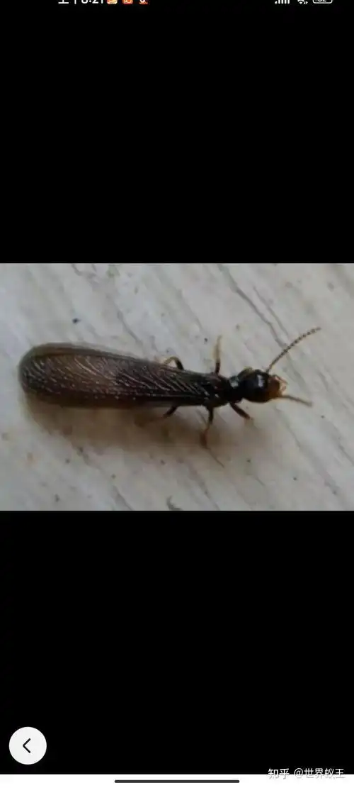 请问一下这是一种什么样的蚂蚁,长大后有翅膀,对房屋有破坏吗? - 知乎
