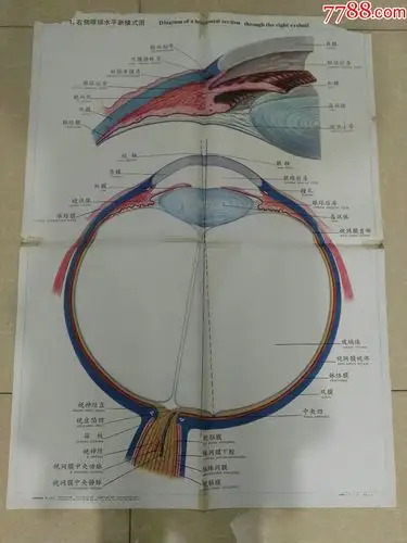 全开人体解剖挂图-右侧眼球水平断模式图-中国医科大学出品-教学挂图