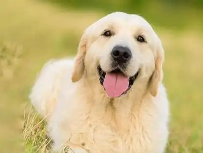 远离蜱虫狗 需要做到哪些?