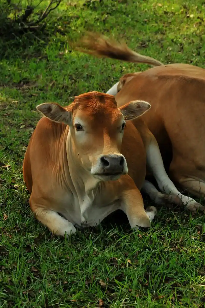 1973年生肖属牛人2020年全年运气偏财运不好以正财为主