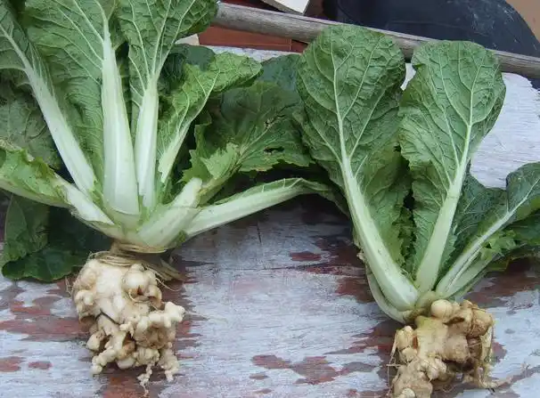 乡振网-农业对接经销商b2b平台