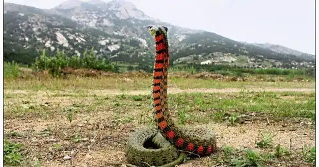 传说鸡冠蛇属第一毒蛇实际上有人见过吗
