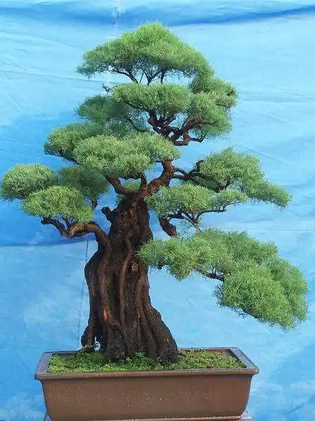 红色花絮柽柳树桩盆景怪柳观音柳精品盆栽庭院办公室客厅树苗小桩