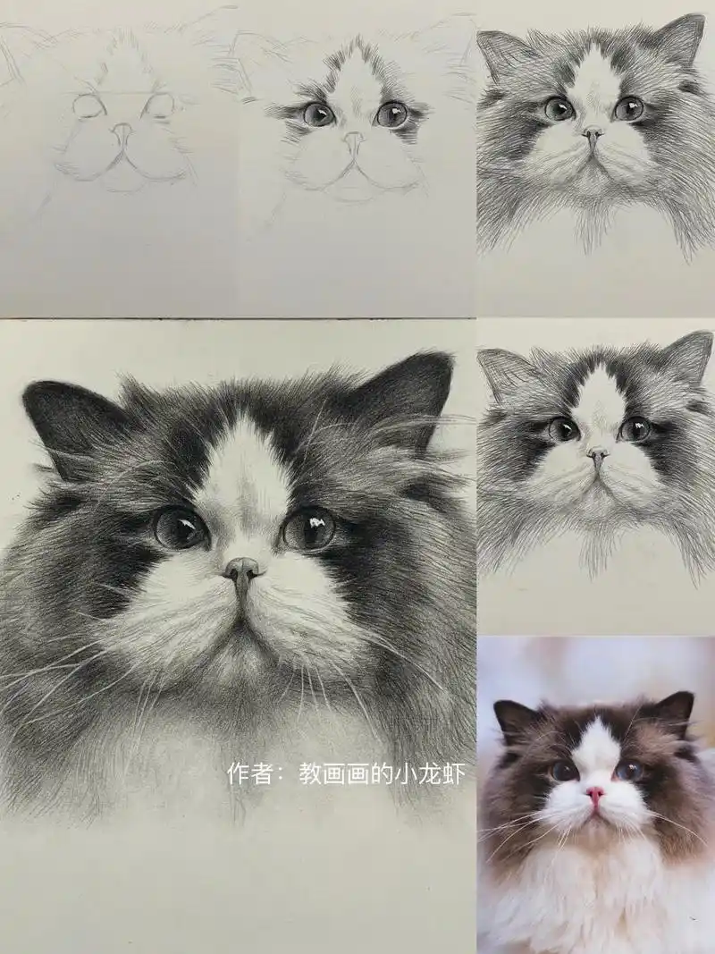 素描头像一起画小猫咪