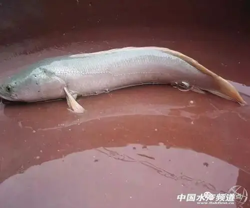 乌鱼也有白色的?肉质新嫩,味道鲜美,这个新品种的发展潜力非常大