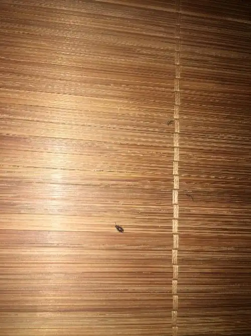 床上出现这种小虫子很多怎么办什么虫求大神解答