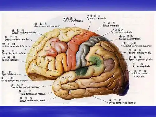大脑解剖结构ppt