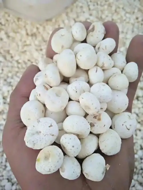 优质中药材半夏