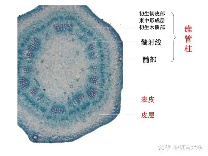 草本和木本植物如何分类?