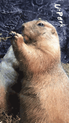 又一个吃货,土拨鼠你刨啥呢?