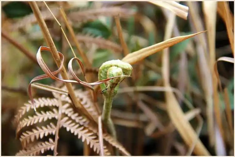 一组龙爪菜(俗称节节菜)祝摄友们节节高升