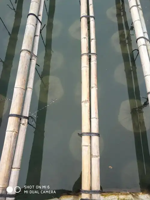 水中的吊笼,还有一个月的生长时间,也是疾病高发期