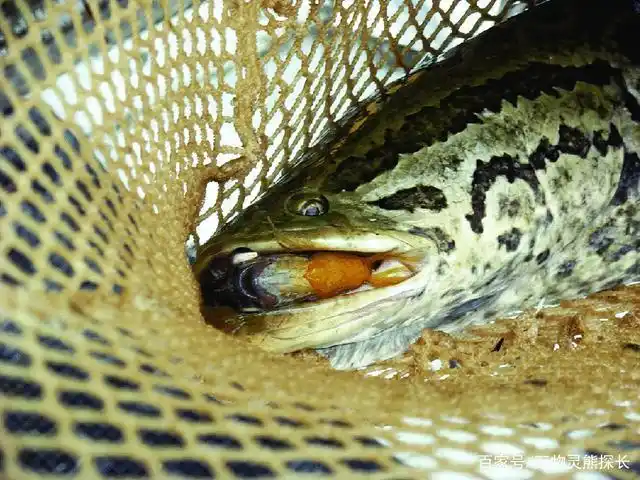 美国的噩梦,中国的美食!"蛇头鱼"入侵,让美国8亿美元打水漂