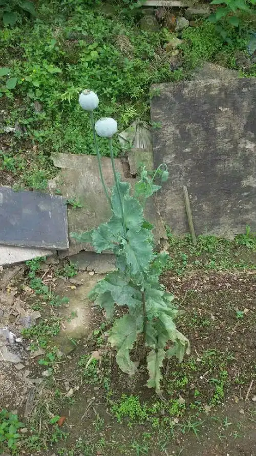 景德镇居民家菜地种罂粟(图)