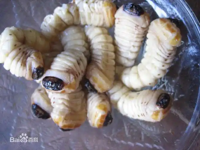 50元一条"斗米虫"有家长买来给孩子补身子