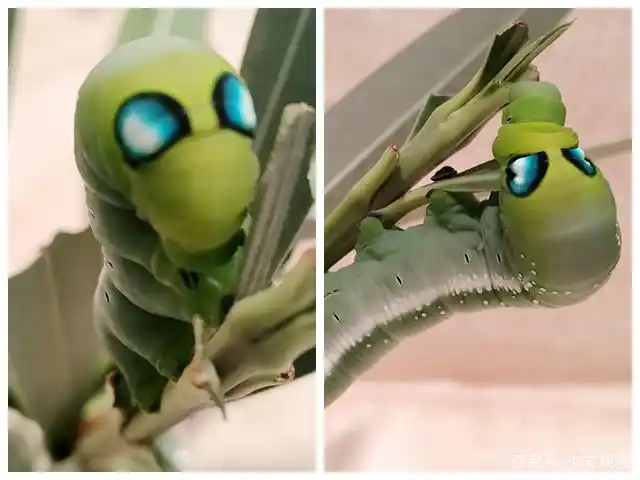 夹竹桃天蛾幼虫,一对蓝色的大眼斑