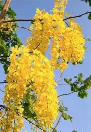 泰国国花—金莲花