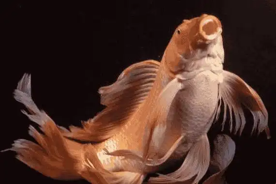 为什么锦鲤这么火龙凤锦鲤