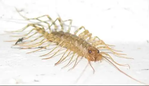 蚰蜒的药用价值蚰蜒,是传统五毒(蛇,蝎,蜈蚣,蚰蜒,蜘蛛)之一,俗称"