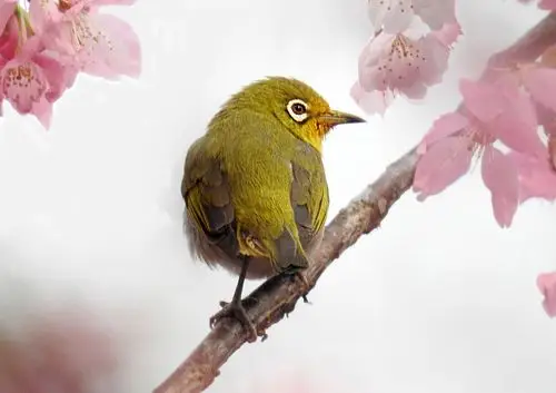 樱花上的绣眼鸟 (共p)