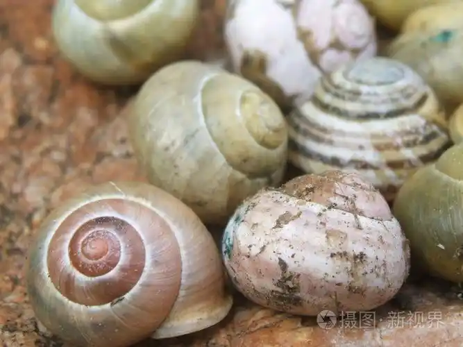 蜗牛壳照片-正版商用图片053g6i-摄图新视界