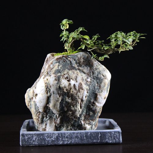 高山流水盆景石头倒扣花盆附石菖蒲景观造景装饰绿植