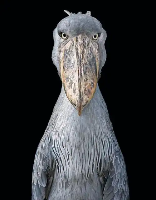 shoebill 鲸头鹳 images by tim flachbeluga sturgeon 白鲟 images