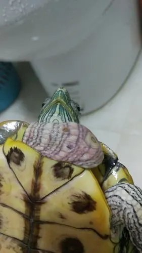 我家巴西龟,脖子出现一白色圆形斑,质硬,伴周围皮肤红肿.求救!看图!