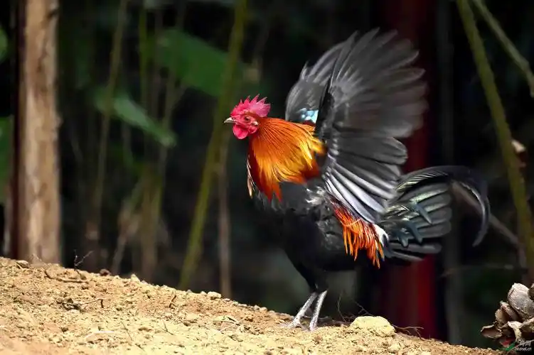 骄傲的大公鸡原鸡