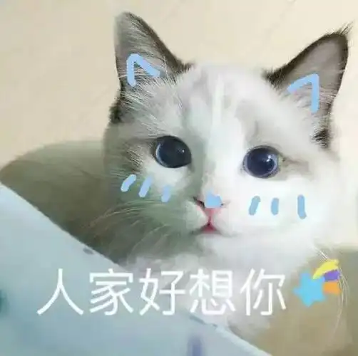 猫咪表情包萌猫可爱表情带字的图片可爱动漫图片窝窝qq网