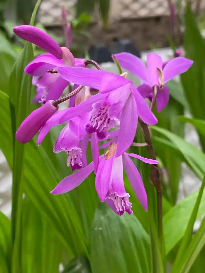 药用植物 #中草药 白及 - 抖音