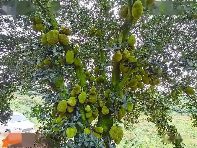 罕见浦北樟家这棵木菠萝树真牛结出上百个木菠萝