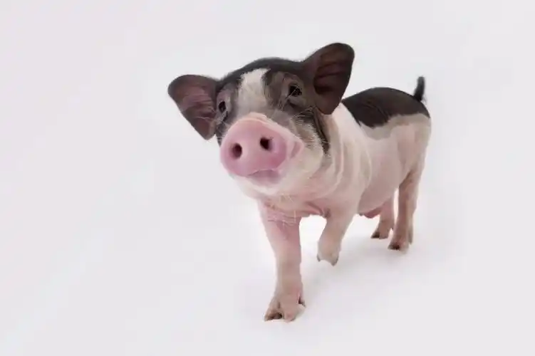 认识实验动物之小型猪