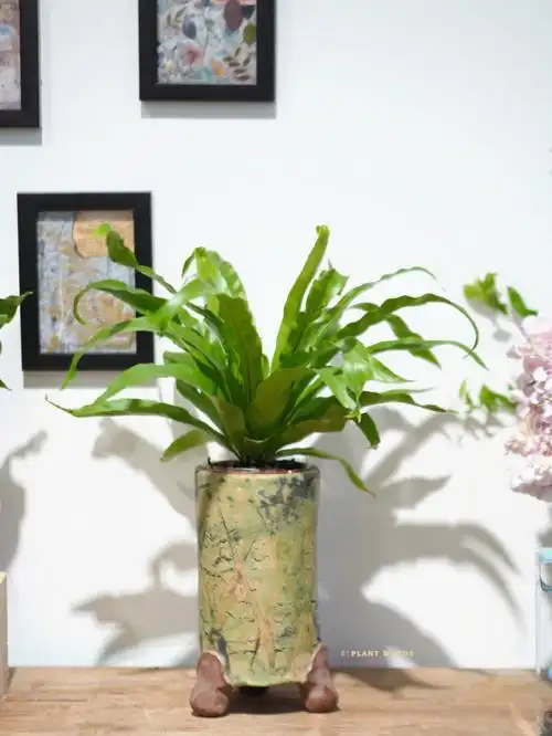 植言好看的植物凤尾蕨