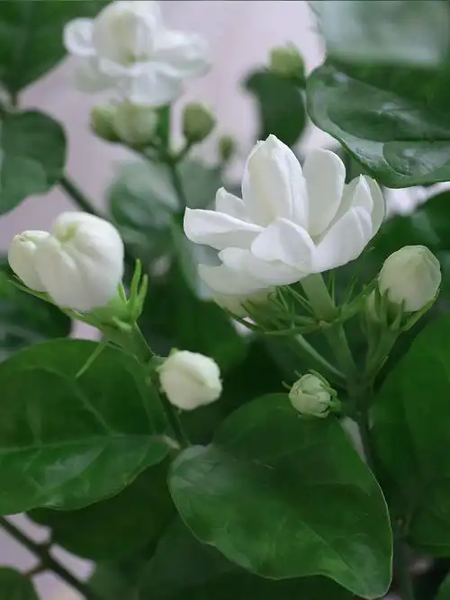 茉莉花盆栽带花苞四季植物 重瓣浓香好养室内阳台庭院景观花卉