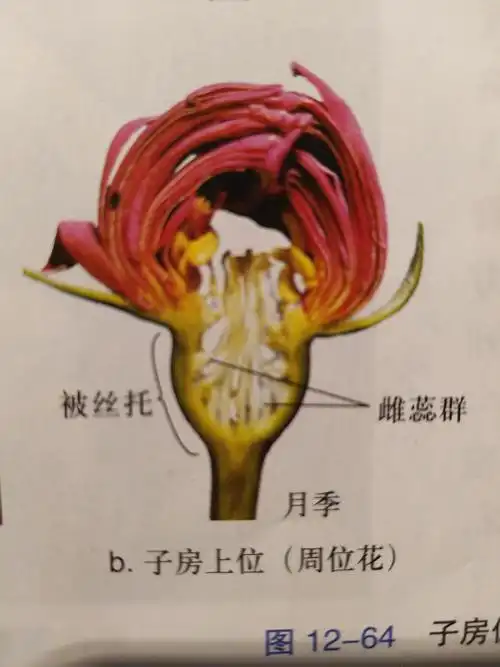 和花草姐姐一起学习植物学知识雌蕊之子房位置