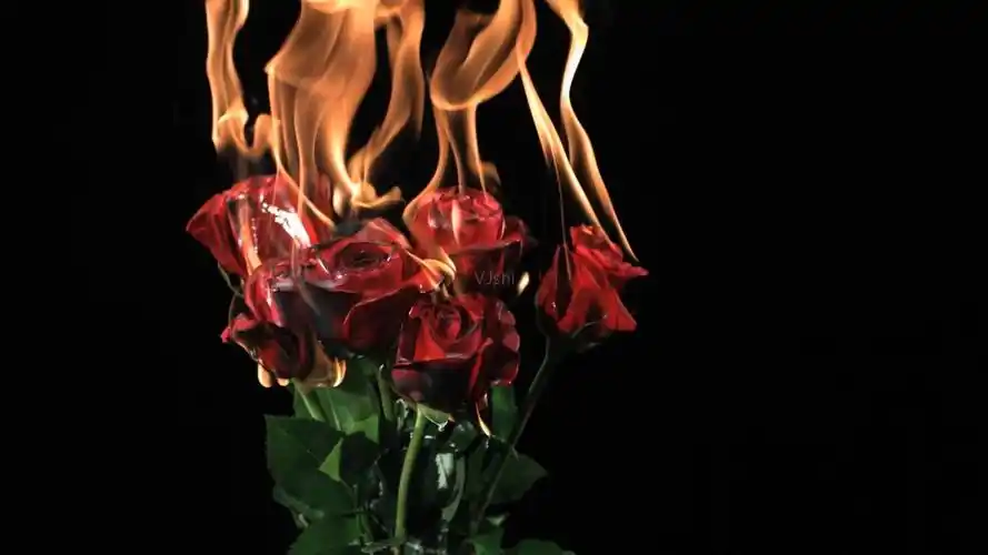 玫瑰花燃烧实拍素材