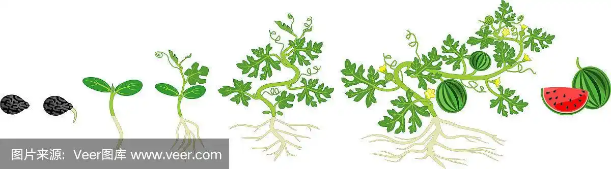西瓜植物的生命周期.西瓜从播种,发芽到收获的生长阶段