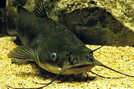 焖鲶鱼怎么做好吃鲶鱼怎么焖才好吃