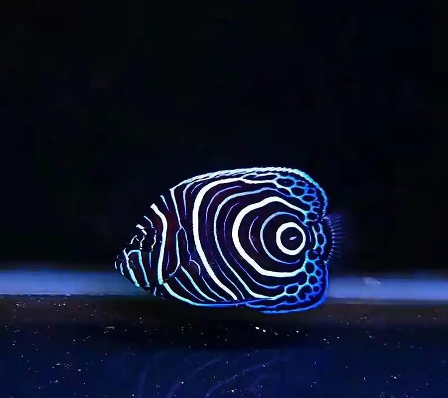 海洋生物-皇后神仙鱼 95学名主刺盖鱼,体长30~38厘米,体略高而呈卵