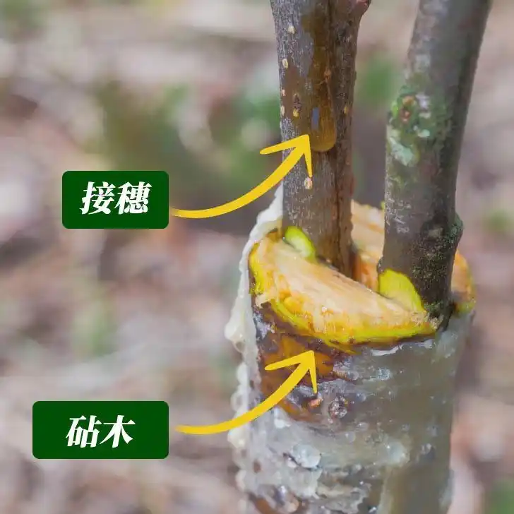 砧木接穗示意图|melissa j.