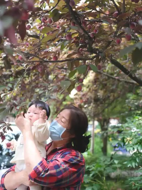 李子熟了自己动手摘李子