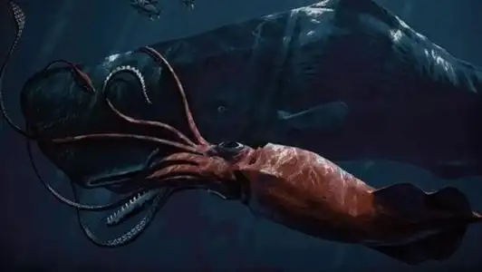 世界上最大的乌贼——大王乌贼,最大的可长达20米以上