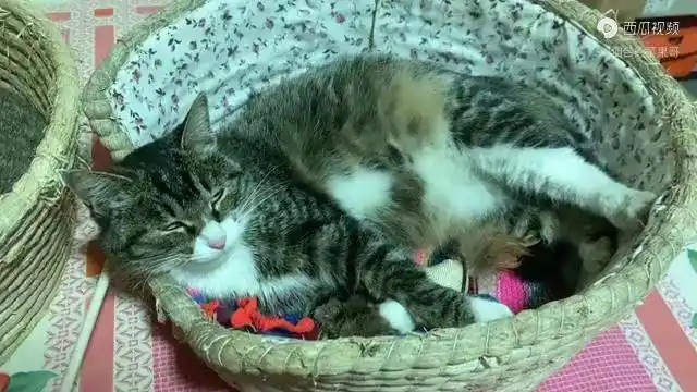 怀孕母猫的尴尬肚子上长了一只猫睡觉要劈叉舔毛只能舔一半