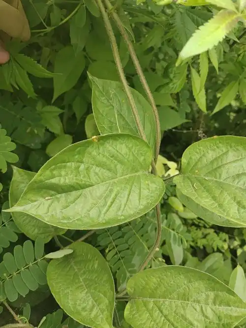 鸡屎藤,茜草科,鸡屎藤属.