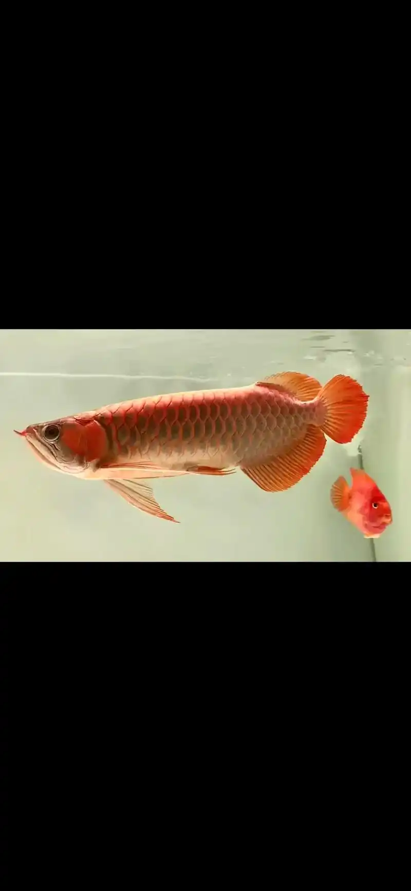 极品大湖鱼祝愿看到的人都好运连连