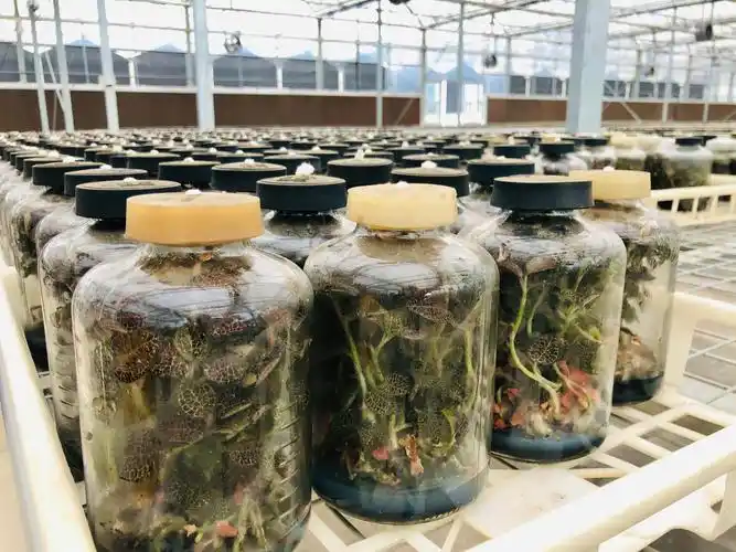 接着我们来参观金线莲培育大棚~金线莲在2015年被国家列为濒危药用